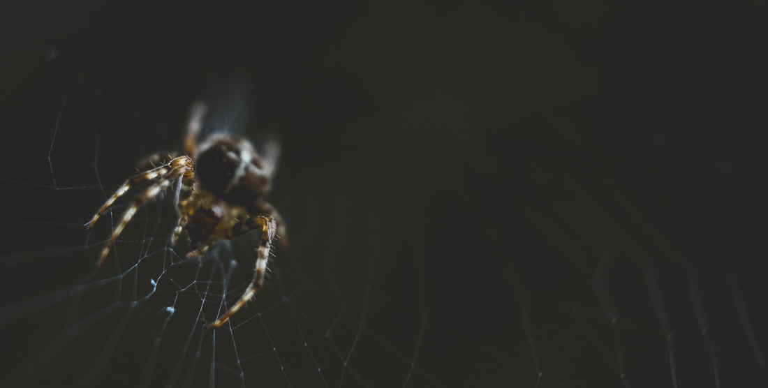 What Does It Mean When Someone Calls You a Bed Bug