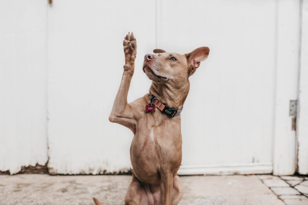 How To Let Go Of Dog