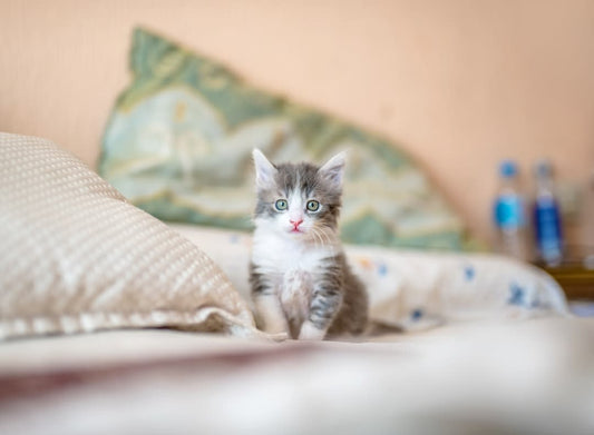 How To Let Go Of Foster Kittens