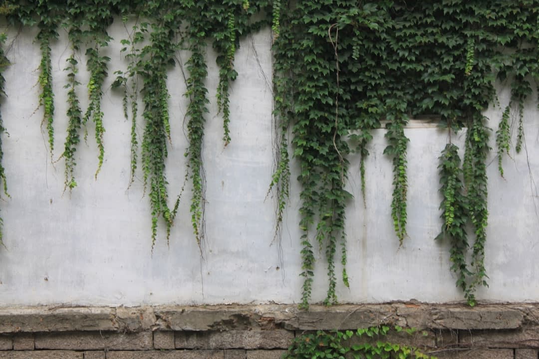 How To Let Go Of Vine In Peak