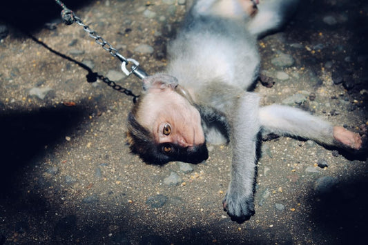 Psychology Behind Animal Abuse