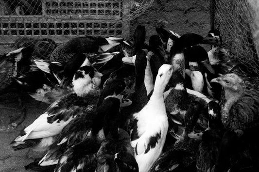 Psychology Behind Animal Hoarding