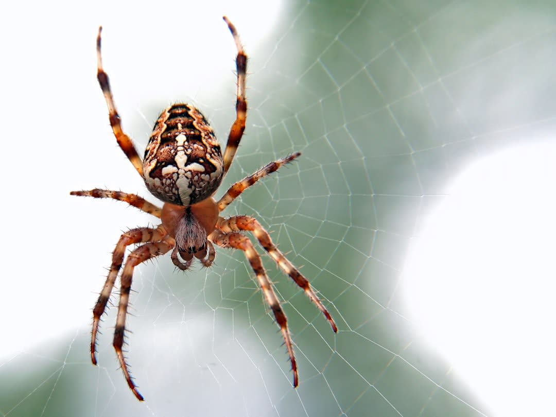 Psychology Behind Arachnophobia