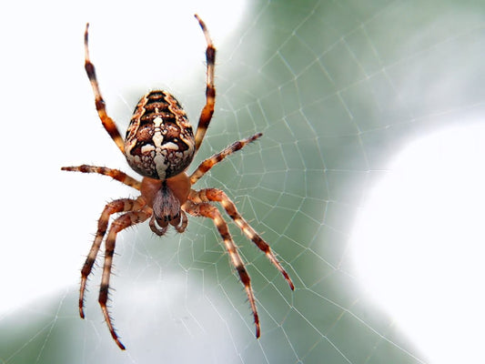 Psychology Behind Arachnophobia