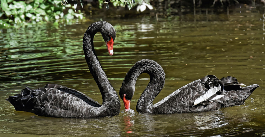 Psychology Behind Black Swan