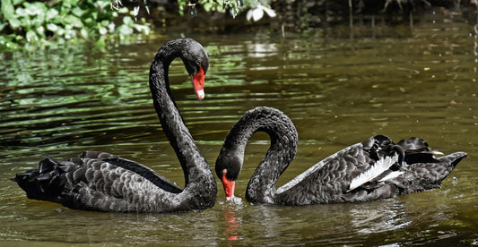 Psychology Behind Black Swan