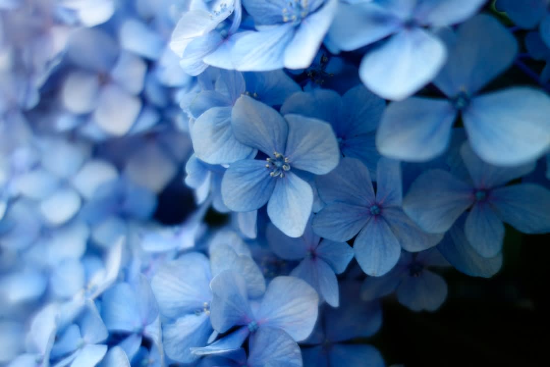 Psychology Behind Blue