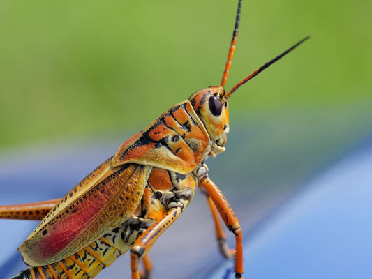 Psychology Behind Bug Chasers