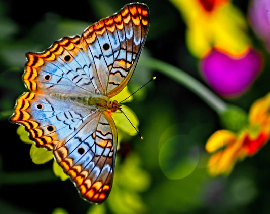 Psychology Behind Butterflies