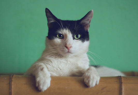 Psychology Behind Cats