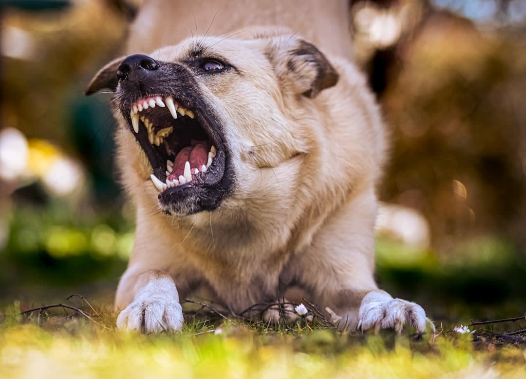 Psychology Behind Cute Aggression