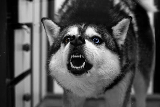 Psychology Behind Cuteness Aggression