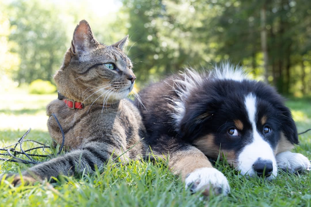 Psychology Behind Dog and Cat People
