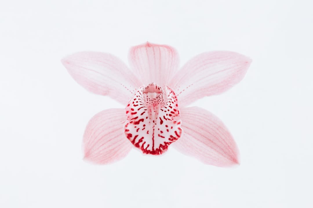 Psychology Behind Drawing Flowers