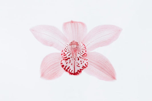 Psychology Behind Drawing Flowers