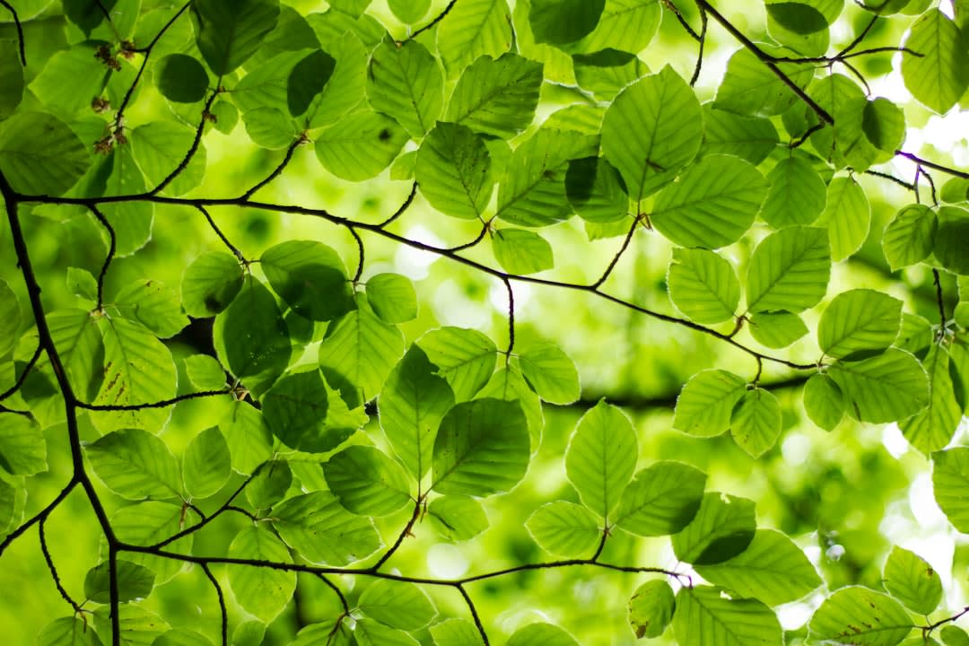 Psychology Behind Favorite Color Green