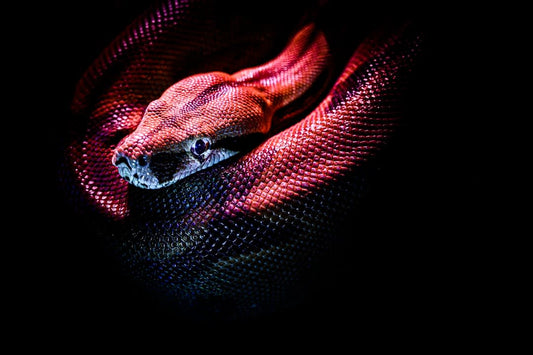 Psychology Behind Fear Of Snakes