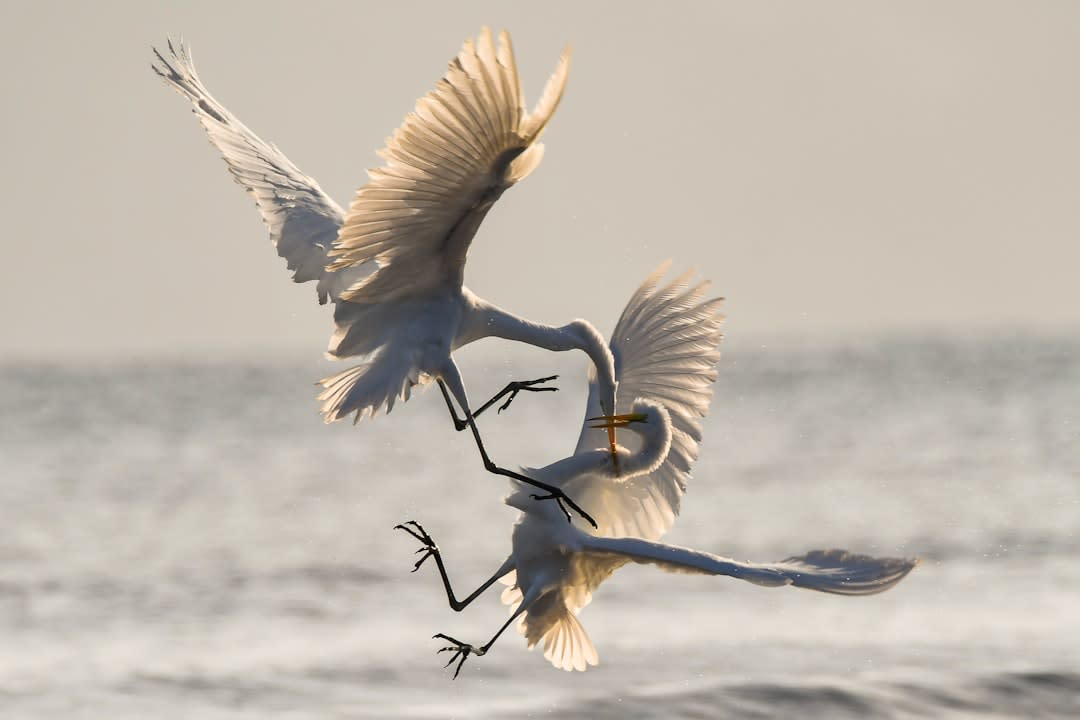 Psychology Behind Fight or Flight