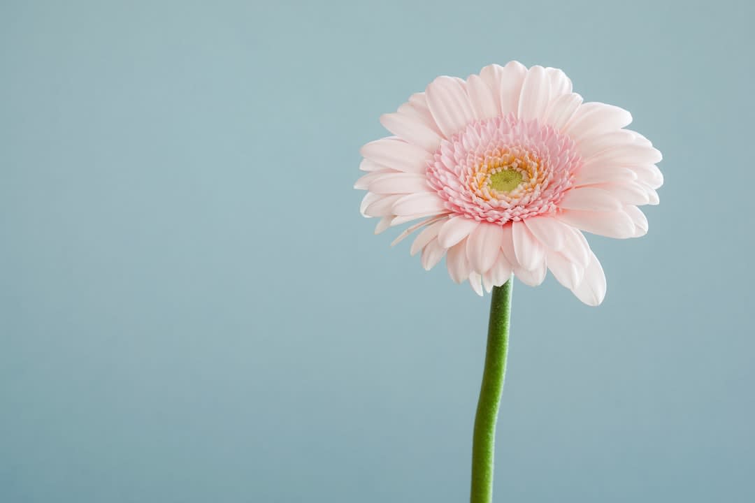 Psychology Behind Flowers