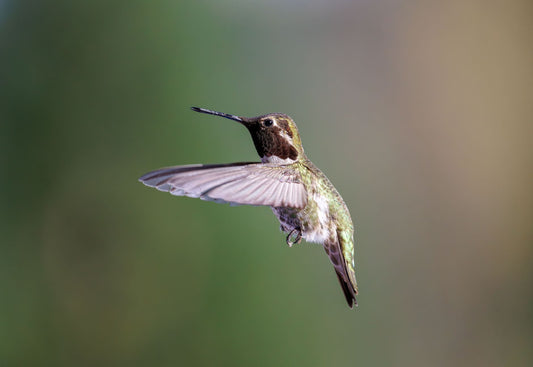 Psychology Behind Humming