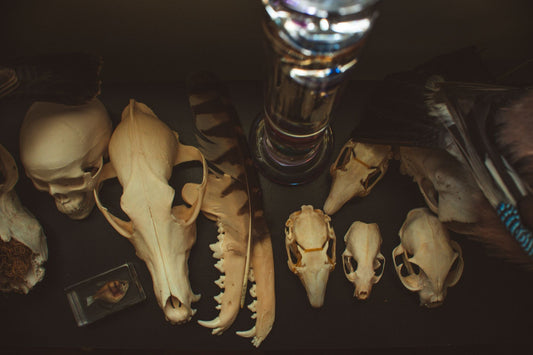 Psychology Behind Morbid Curiosity
