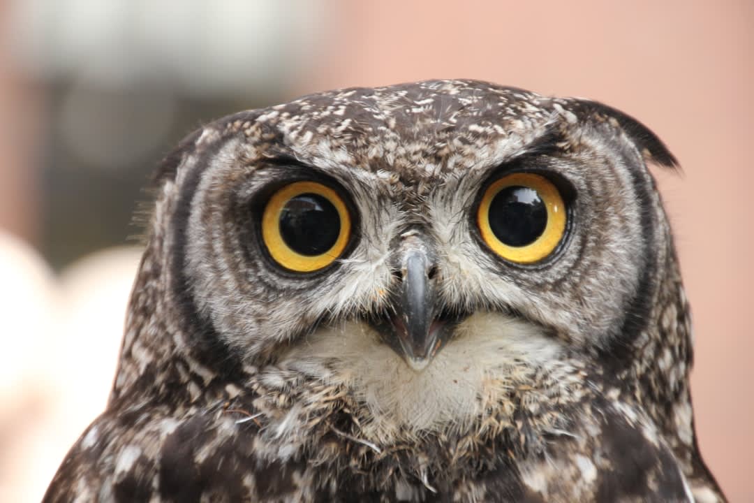 Psychology Behind Night Owls