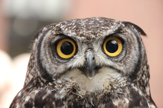 Psychology Behind Night Owls
