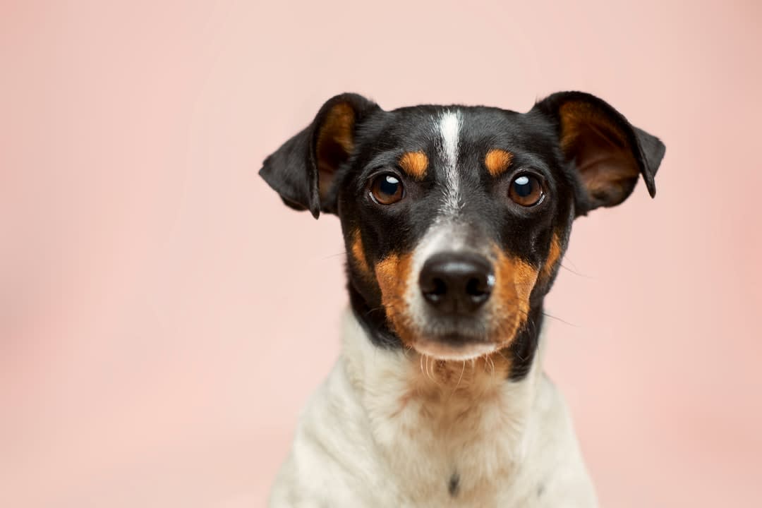 Psychology Behind Not Liking Dogs
