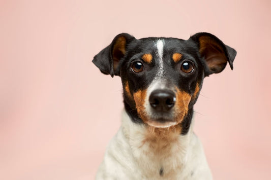 Psychology Behind Not Liking Dogs