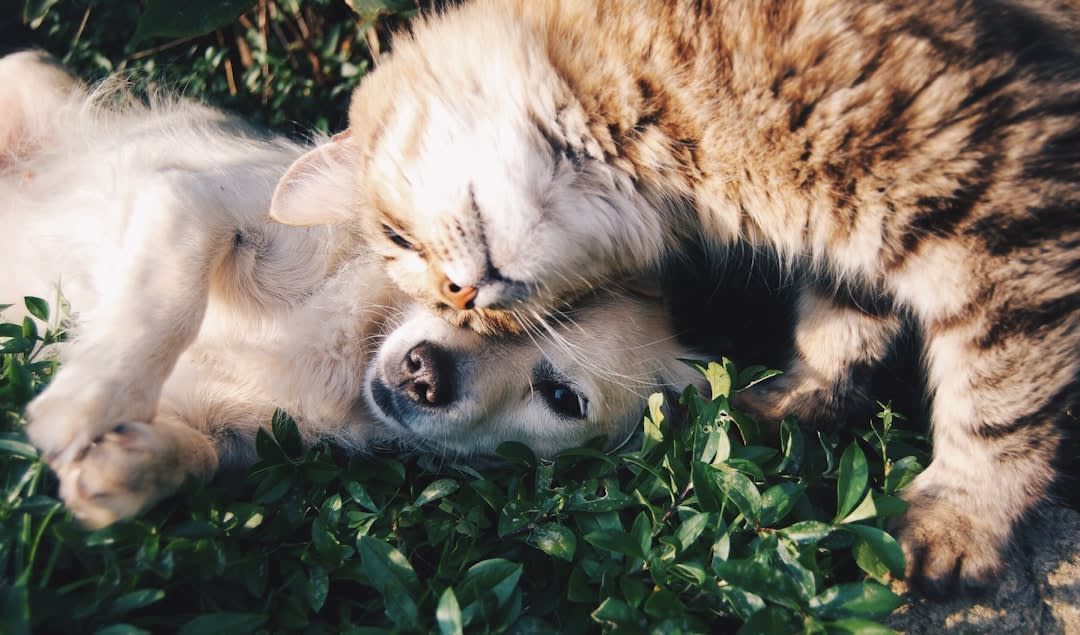 Psychology Behind Pet Play