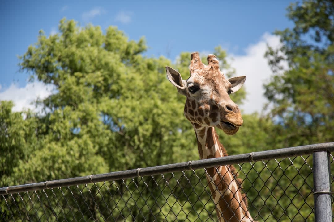 Psychology Behind Zoos