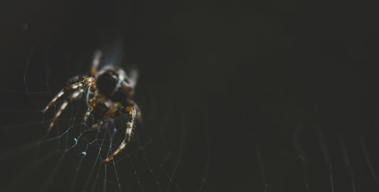 What Does It Mean When Someone Calls You a Bed Bug