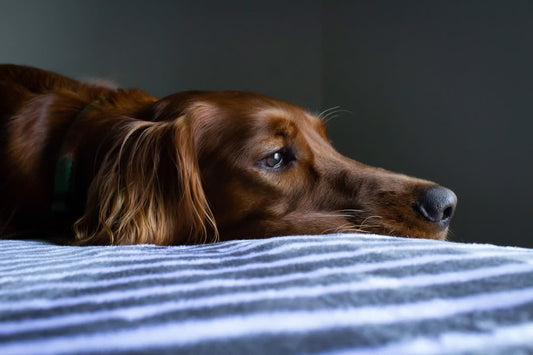 What To Say About Dog Dying