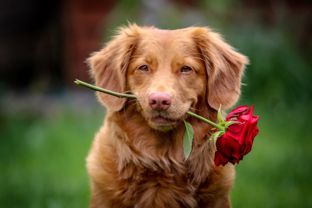 What To Say About Dog Loss