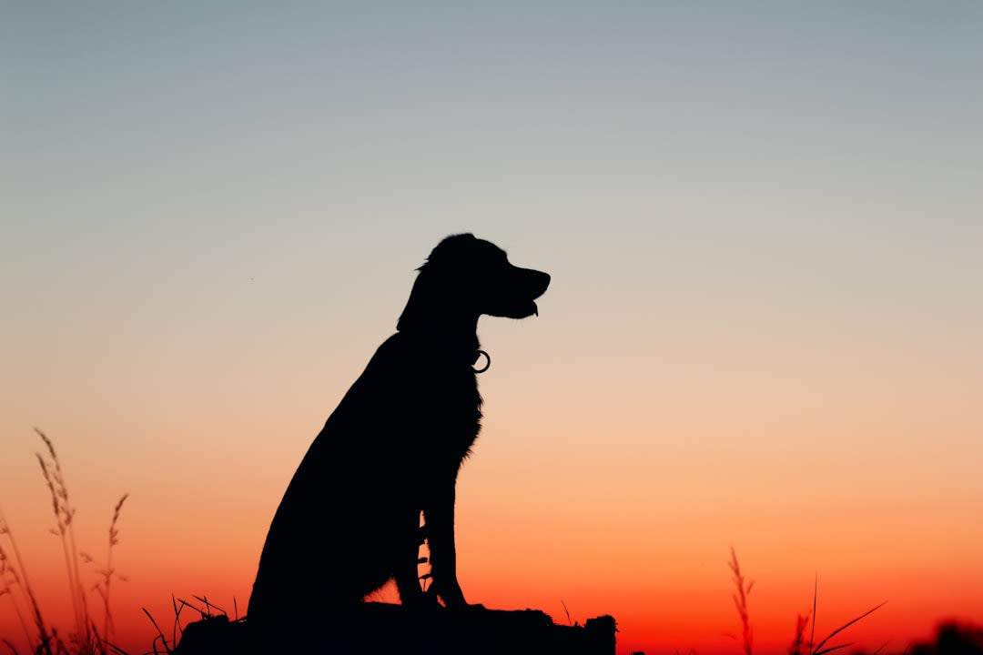 What To Say About Dog Passing
