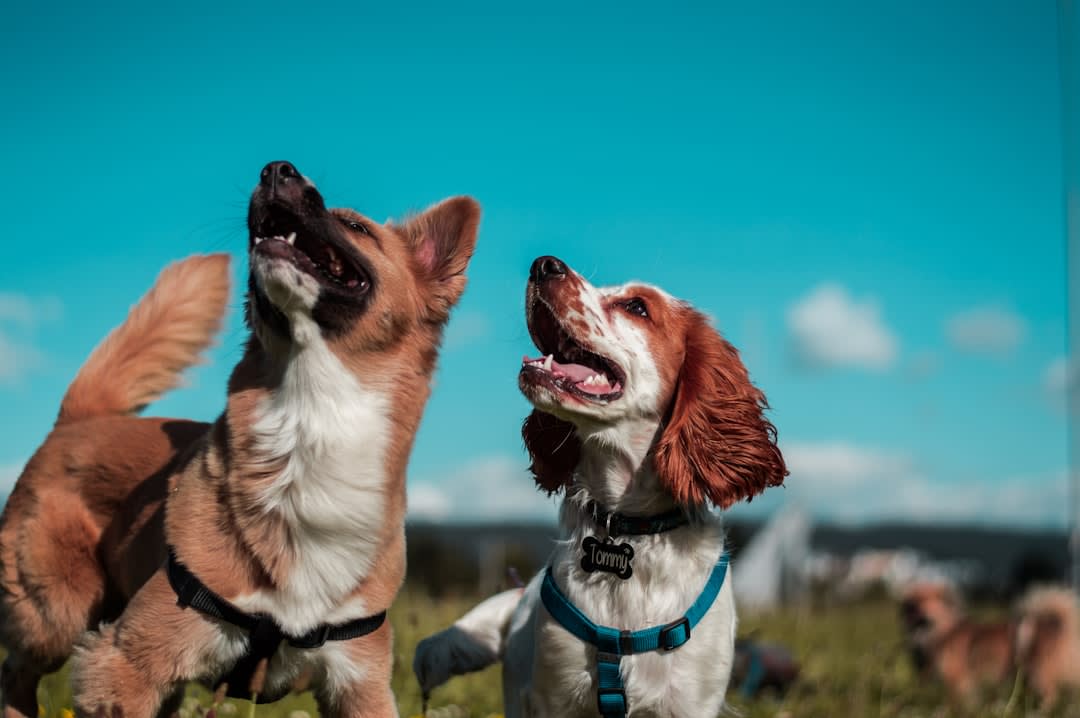 What To Say About Dog