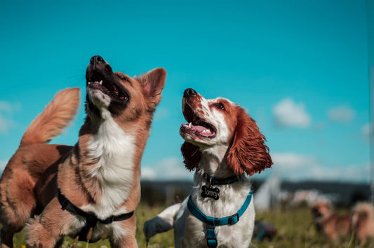 What To Say About Dog