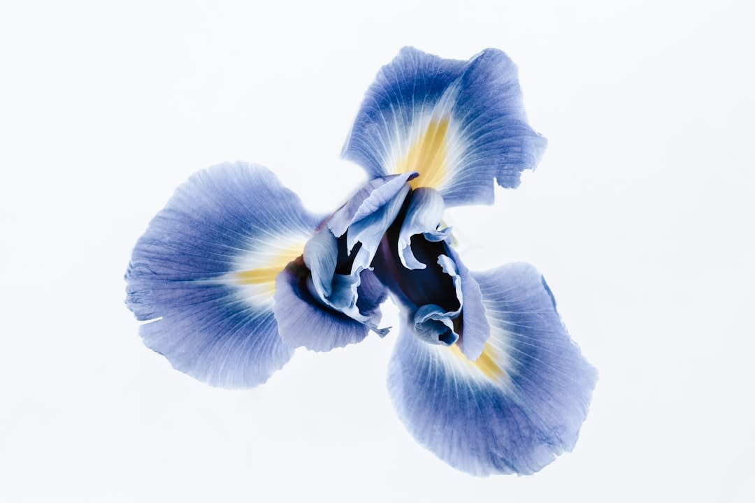 What To Say About Iris