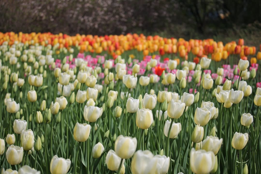 What To Say About Spring